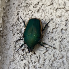 Cotinis mutabilis