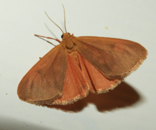 Plain-winged Virbia Moth photo 4