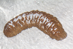 Stichopus herrmanni