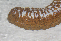 Stichopus herrmanni