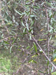 Coprosma propinqua