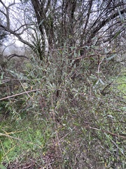 Coprosma propinqua