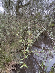 Coprosma propinqua