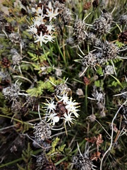 Borya constricta