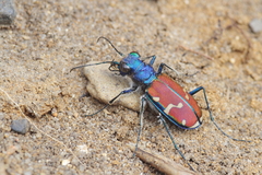 Cicindela splendida
