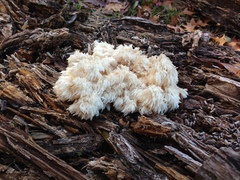 Hericium americanum