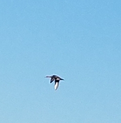 Lophodytes cucullatus