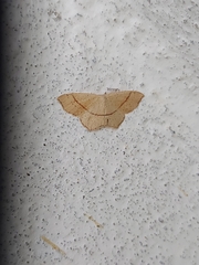 Cyclophora punctaria