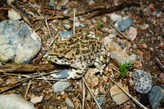 Bufotes perrini