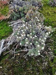 Borya sphaerocephala