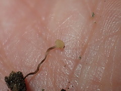 Hymenoscyphus vernus