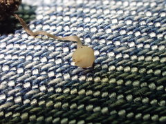 Hymenoscyphus vernus