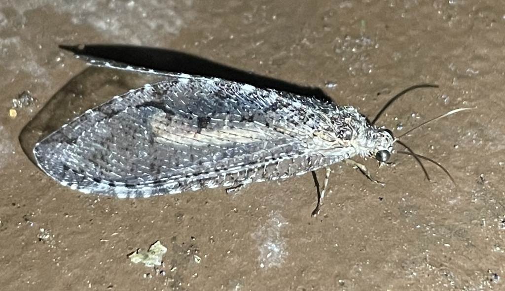 Polystoechotes punctata