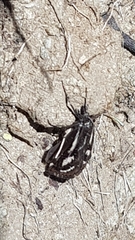 Catoptria luctiferella