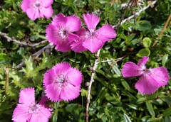 Dianthus alpinus