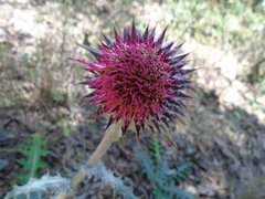 Cirsium ehrenbergii