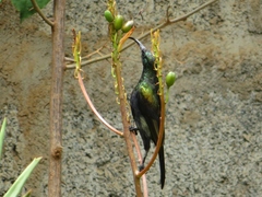 Nectarinia kilimensis