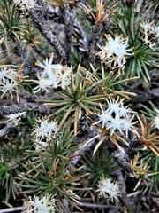 Borya sphaerocephala