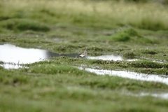 Calidris bairdii