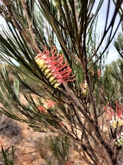 Grevillea cagiana