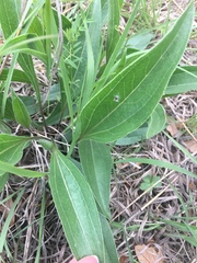 Echinacea angustifolia