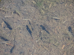 Fundulus heteroclitus