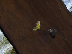 Orphanostigma haemorrhoidalis