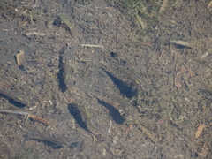 Fundulus heteroclitus