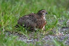 Coturnix