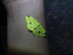 Periclina apricaria