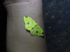Periclina apricaria