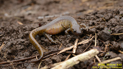 Hynobius quelpaertensis