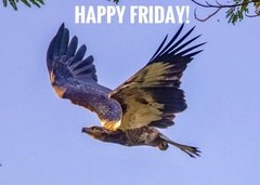 Haliaeetus ichthyaetus