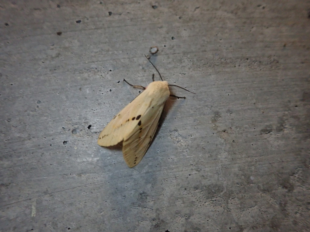 Spilarctia graminivora