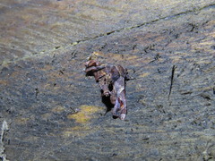 Eutelia apithana