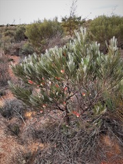 Grevillea cagiana