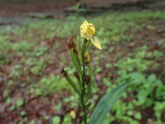Cephalanthera falcata