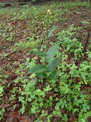 Cephalanthera falcata