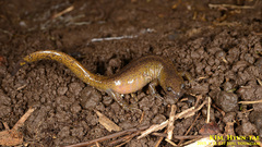 Hynobius quelpaertensis