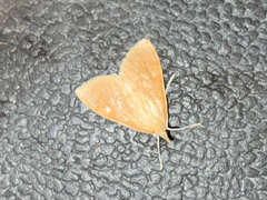 Crambidae