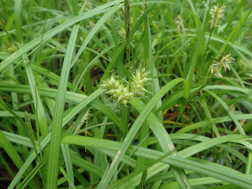 Image of Carex dickinsii by (c) Yoshihiro Tokue, some rights reserved (CC BY)
