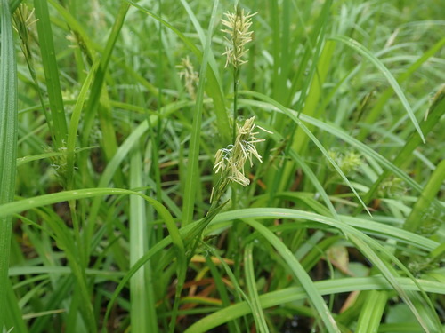 Image of Carex dickinsii by (c) Yoshihiro Tokue, some rights reserved (CC BY)