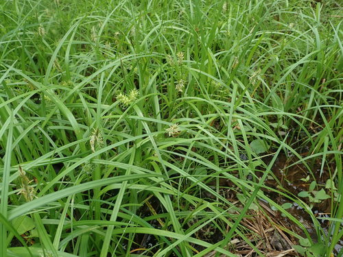 Image of Carex dickinsii by (c) Yoshihiro Tokue, some rights reserved (CC BY)