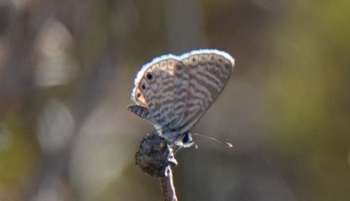 photo of Marine Blue (Leptotes marina)