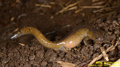 Hynobius quelpaertensis