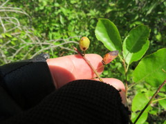 Contarinia virginianiae