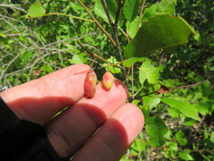 Contarinia virginianiae
