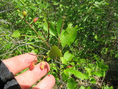 Contarinia virginianiae