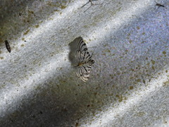 Conchylodes ovulalis