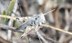 Melanoplus devastator